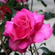 Kép 1/3 - Rosa 'Parole ®' - rózsaszín - teahibrid rózsa