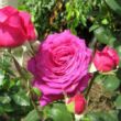Rosa 'Parole ®' - rózsaszín - teahibrid rózsa