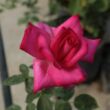 Rosa 'Parole ®' - rózsaszín - teahibrid rózsa