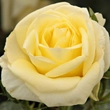 Kép 1/3 - Rosa 'Limona ®' - sárga - teahibrid rózsa
