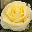 Kép 1/3 - Rosa 'Limona ®' - sárga - teahibrid rózsa