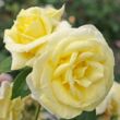 Kép 2/3 - Rosa 'Limona ®' - sárga - teahibrid rózsa