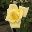 Rosa 'Limona ®' - sárga - teahibrid rózsa