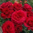 Kép 2/3 - Rosa 'Bellevue ®' - vörös - teahibrid rózsa