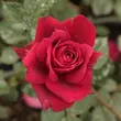 Kép 3/3 - Rosa 'Bellevue ®' - vörös - teahibrid rózsa