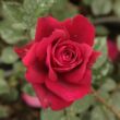 Rosa 'Bellevue ®' - vörös - teahibrid rózsa