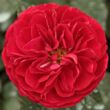 Kép 1/3 - Rosa 'Bordeaux®' - vörös - virágágyi floribunda rózsa