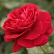 Rosa 'Bordeaux®' - vörös - virágágyi floribunda rózsa