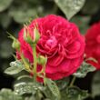 Kép 3/3 - Rosa 'Bordeaux®' - vörös - virágágyi floribunda rózsa