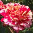 Kép 1/3 - Rosa 'Abracadabra ®' - vörös - fehér - virágágyi floribunda rózsa