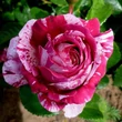 Kép 2/3 - Rosa 'Abracadabra ®' - vörös - fehér - virágágyi floribunda rózsa