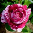 Kép 2/3 - Rosa 'Abracadabra ®' - vörös - fehér - virágágyi floribunda rózsa