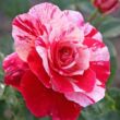 Rosa 'Abracadabra ®' - vörös - fehér - virágágyi floribunda rózsa