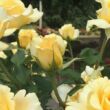 Rosa 'Sunny Sky ®' - sárga - teahibrid rózsa