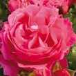 Kép 1/3 - Rosa 'Moin Moin ®' - rózsaszín - törpe - mini rózsa