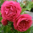 Rosa 'Moin Moin ®' - rózsaszín - törpe - mini rózsa