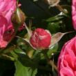 Kép 3/3 - Rosa 'Moin Moin ®' - rózsaszín - törpe - mini rózsa