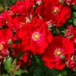Rosa 'Roter Korsar ®' - vörös - parkrózsa