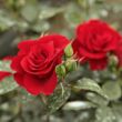 Kép 3/3 - Rosa 'Roter Korsar ®' - vörös - parkrózsa