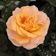 Kép 1/3 - Rosa 'Scented Memory™' - sárga - teahibrid rózsa