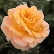 Kép 2/3 - Rosa 'Scented Memory™' - sárga - teahibrid rózsa