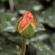 Kép 3/3 - Rosa 'Scented Memory™' - sárga - teahibrid rózsa