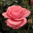 Kép 1/3 - Rosa 'Elaine Paige™' - rózsaszín - teahibrid rózsa