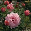 Kép 2/3 - Rosa 'Elaine Paige™' - rózsaszín - teahibrid rózsa
