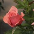 Kép 3/3 - Rosa 'Elaine Paige™' - rózsaszín - teahibrid rózsa