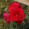 Kép 2/3 - Rosa 'Look Good Feel Better™' - vörös - virágágyi floribunda rózsa