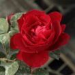 Rosa 'Look Good Feel Better™' - vörös - virágágyi floribunda rózsa