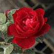 Kép 3/3 - Rosa 'Look Good Feel Better™' - vörös - virágágyi floribunda rózsa