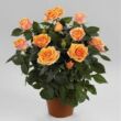 Rosa 'Fahra™' - sárga - narancssárga - törpe - mini rózsa