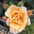 Kép 1/3 - Rosa 'Fleur™' - narancssárga - törpe - mini rózsa