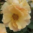 Rosa 'Fleur™' - narancssárga - törpe - mini rózsa