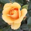 Rosa 'Fleur™' - narancssárga - törpe - mini rózsa
