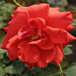 Kép 1/3 - Rosa 'Flirting™' - vörös - törpe - mini rózsa