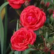 Kép 2/3 - Rosa 'Flirting™' - vörös - törpe - mini rózsa