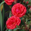 Rosa 'Flirting™' - vörös - törpe - mini rózsa