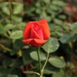Rosa 'Flirting™' - vörös - törpe - mini rózsa