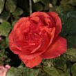 Kép 1/3 - Rosa 'Jaipur™' - narancssárga - törpe - mini rózsa