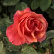 Rosa 'Jaipur™' - narancssárga - törpe - mini rózsa