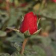 Kép 3/3 - Rosa 'Jaipur™' - narancssárga - törpe - mini rózsa