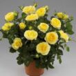 Rosa 'Joanne™' - sárga - törpe - mini rózsa
