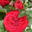 Rosa 'Daiva Hit®' - vörös - törpe - mini rózsa