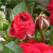 Rosa 'Daiva Hit®' - vörös - törpe - mini rózsa