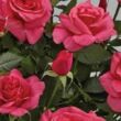 Rosa 'Emilia Hit®' - rózsaszín - törpe - mini rózsa
