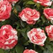 Rosa 'Vina Hit®' - rózsaszín - fehér - törpe - mini rózsa
