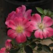 Kép 2/3 - Rosa 'Bay™' - rózsaszín - törpe - mini rózsa