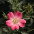 Kép 3/3 - Rosa 'Bay™' - rózsaszín - törpe - mini rózsa